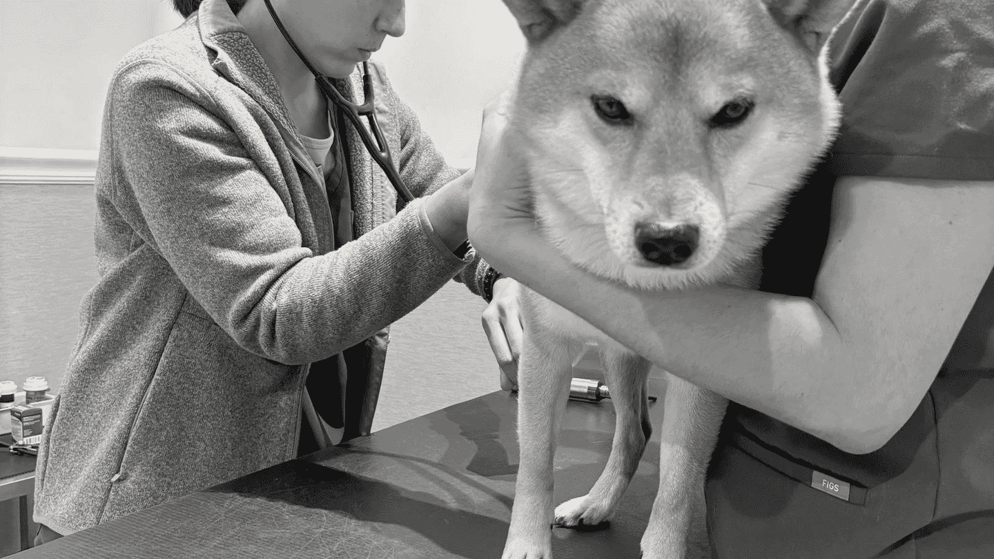 A dog on the table at the vet, looking straight out.
